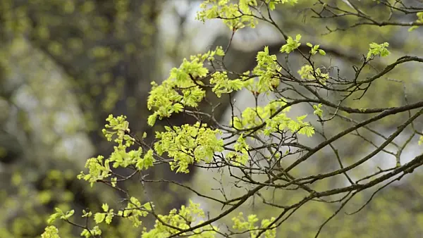 507135 - Spitzahorn (Acer platanoides)