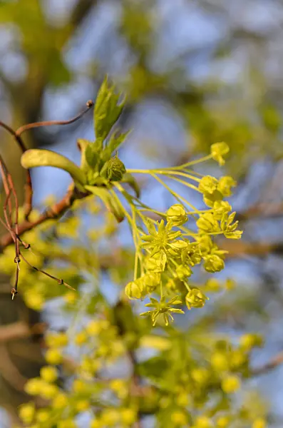 507168 - Spitzahorn (Acer platanoides)