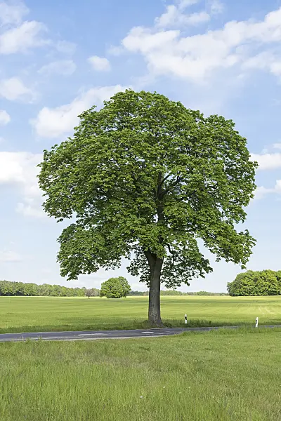 616145 - Spitzahorn (Acer platanoides)