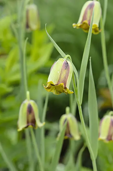 520160 - Spitzblütige Schachblume (Fritillaria acmopetala)