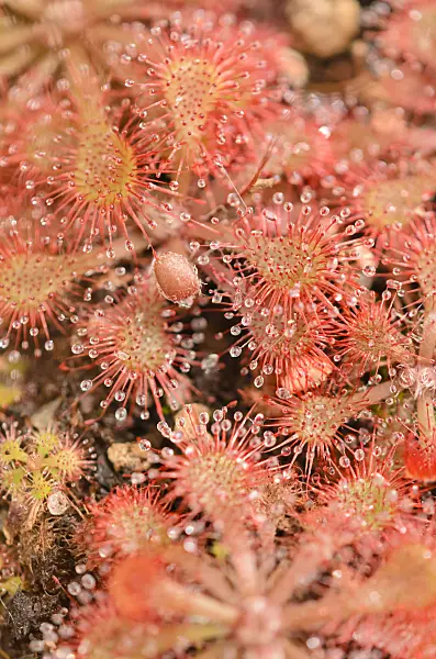547339 - Spoon-leaved sundew (Drosera spathulata)