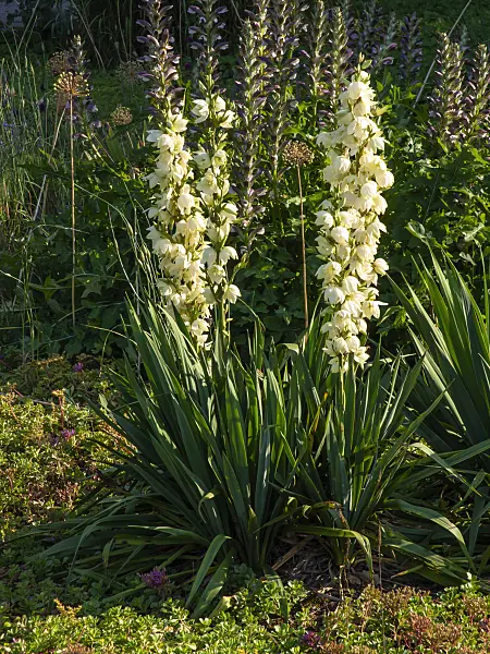 439295 - Spoonleaf yucca (Yucca filamentosa)