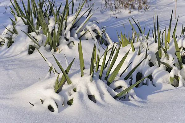 491026 - Spoonleaf yucca (Yucca filamentosa)