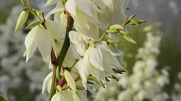 497343 - Spoonleaf yucca (Yucca filamentosa)