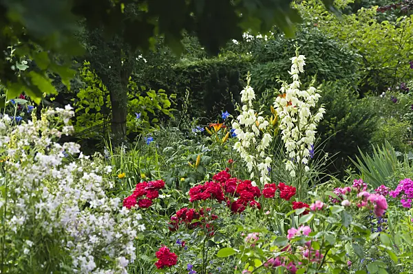 510061 - Spoonleaf yucca (Yucca filamentosa) and roses (Rosa)