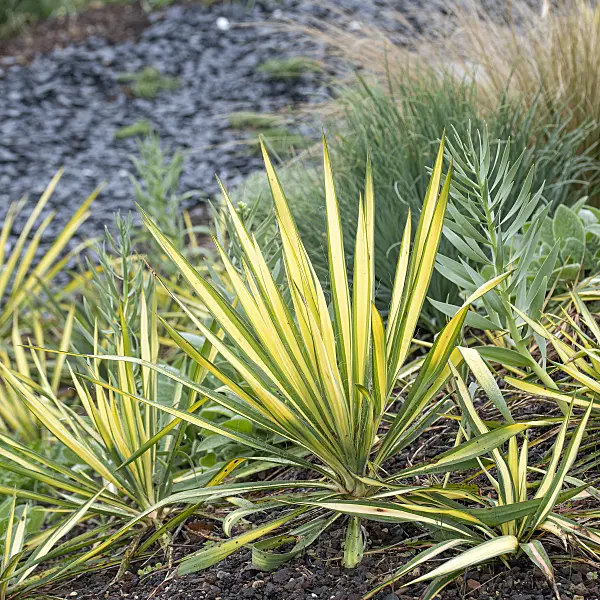 616459 - Spoonleaf yucca (Yucca filamentosa 'Bright Edge')