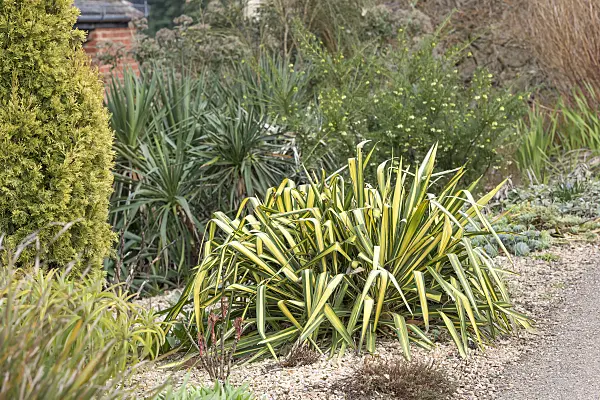 625388 - Spoonleaf yucca (Yucca filamentosa 'Garland Gold')