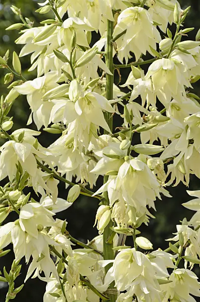 498011 - Spoonleaf yucca (Yucca filamentosa 'Schellenbaum')