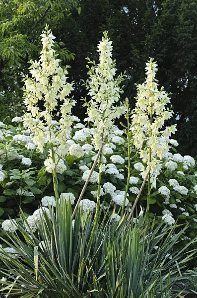 498069 - Spoonleaf yucca (Yucca filamentosa 'Schellenbaum') and tree hydrangea (Hydrangea arborescens 'Grandiflora')