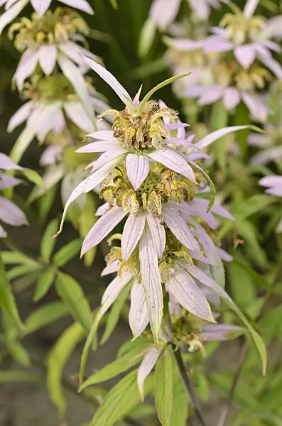498341 - Spotted bee balm (Monarda punctata)