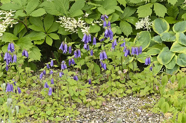 521272 - Spotted bellflower (Campanula punctata)