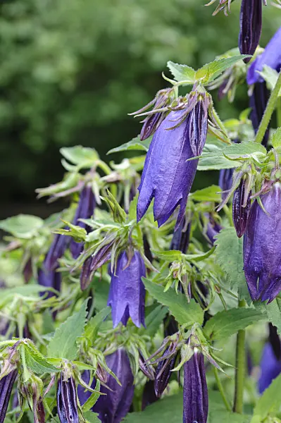 473011 - Spotted bellflower (Campanula punctata 'Kent Belle')