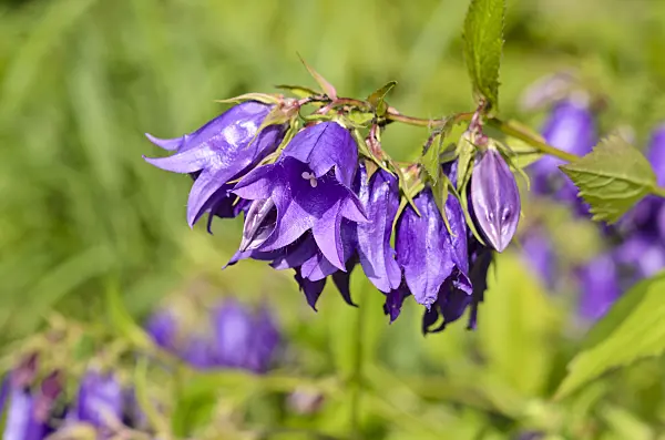 522021 - Spotted bellflower (Campanula punctata 'Kent Belle')