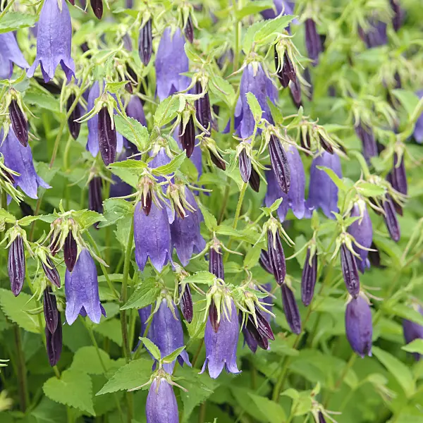 502129 - Spotted bellflower (Campanula punctata 'Sarastro')