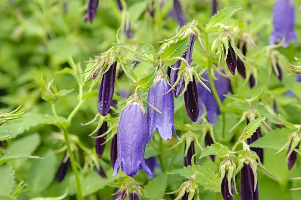 593043 - Spotted bellflower (Campanula punctata 'Sarastro')