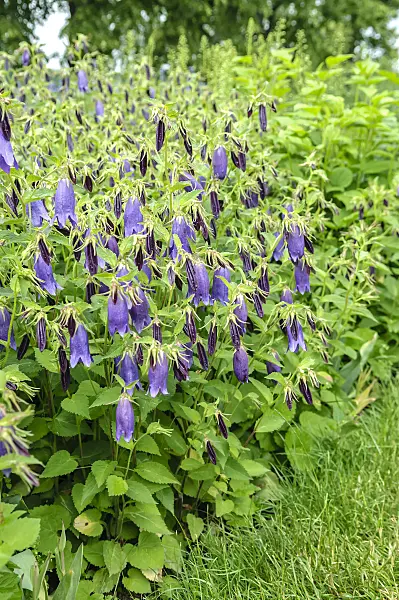 593044 - Spotted bellflower (Campanula punctata 'Sarastro')