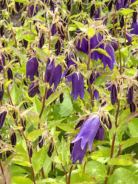 426087 - Spotted bellflower (Campanula punctata x trachelium 'Sarastro')