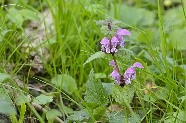 507142 - Spotted dead nettle (Lamium maculatum)