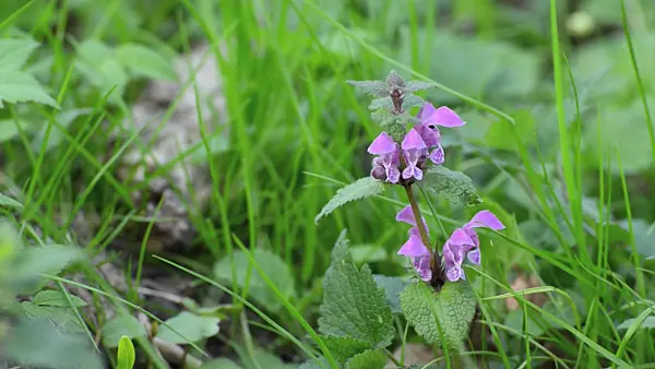 507157 - Spotted dead nettle (Lamium maculatum)