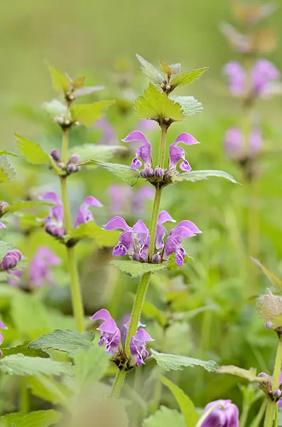 520019 - Spotted dead nettle (Lamium maculatum)