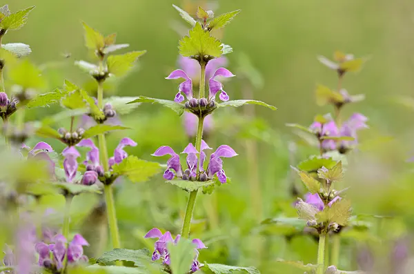 520020 - Spotted dead nettle (Lamium maculatum)