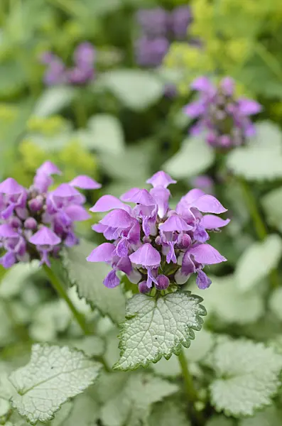508113 - Spotted dead nettle (Lamium maculatum 'Beacon Silver')