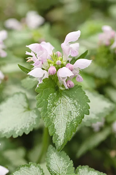 474494 - Spotted dead nettle (Lamium maculatum 'Pink Chablis')