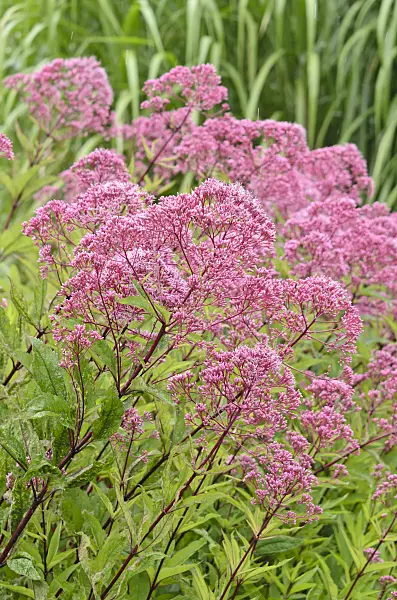 535177 - Spotted Joe-Pye weed (Eupatorium maculatum 'Atropurpureum' syn. Eutrochium maculatum 'Atropurpureum')