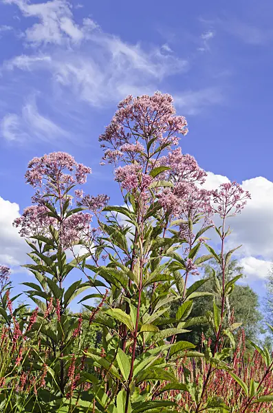 535062 - Spotted Joe-Pye weed (Eupatorium maculatum syn. Eutrochium maculatum)