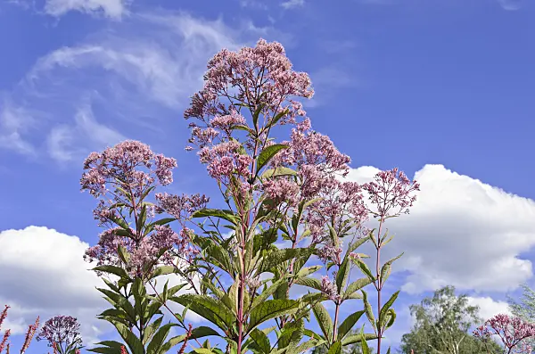 535063 - Spotted Joe-Pye weed (Eupatorium maculatum syn. Eutrochium maculatum)