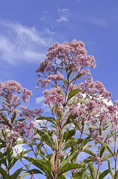 535064 - Spotted Joe-Pye weed (Eupatorium maculatum syn. Eutrochium maculatum)