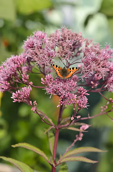 523179 - Spotted Joe-Pye weed (Eupatorium maculatum syn. Eutrochium maculatum) and small tortoiseshell (Aglais urticae)