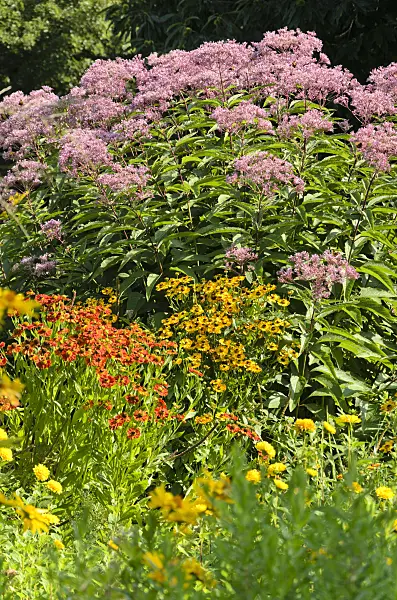 523212 - Spotted Joe-Pye weed (Eupatorium maculatum syn. Eutrochium maculatum) and sneezeweeds (Helenium)