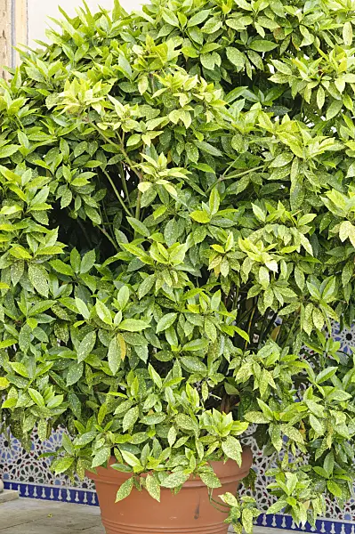 472374 - Spotted laurel (Aucuba japonica)