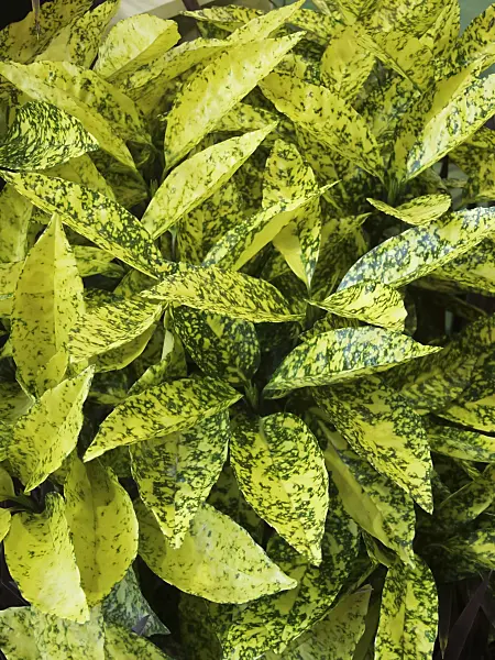 454006 - Spotted laurel (Aucuba japonica 'Crotonifolia')