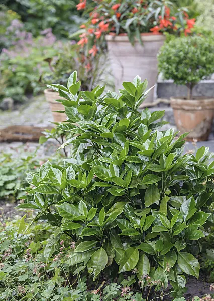 558034 - Spotted laurel (Aucuba japonica 'Rozannie')