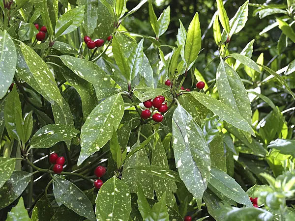 471362 - Spotted laurel (Aucuba japonica 'Variegata')