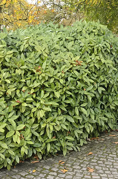 525395 - Spotted laurel (Aucuba japonica 'Variegata')