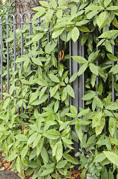 525403 - Spotted laurel (Aucuba japonica 'Variegata')