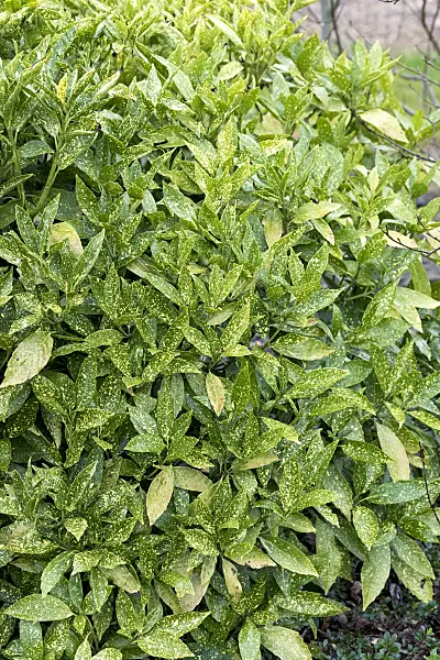 625124 - Spotted laurel (Aucuba japonica 'Variegata')