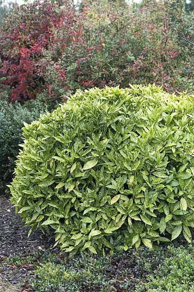 625125 - Spotted laurel (Aucuba japonica 'Variegata')
