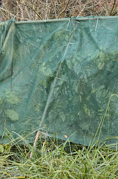 527054 - Spotted laurel (Aucuba japonica 'Variegata') with winter protection