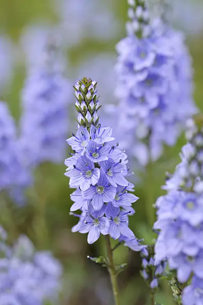 484150 - Sprawling speedwell (Veronica prostrata)