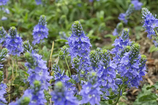 608065 - Sprawling speedwell (Veronica prostrata)