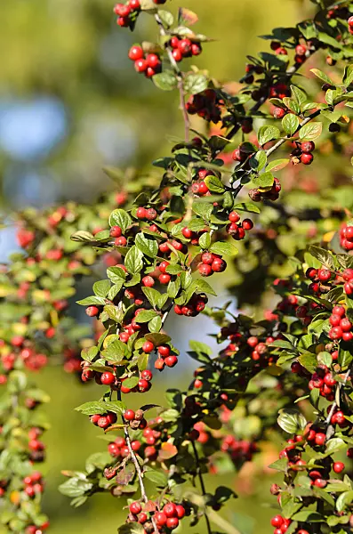 501161 - Spreading cotoneaster (Cotoneaster divaricatus)