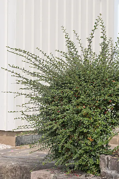 616198 - Spreading cotoneaster (Cotoneaster divaricatus)