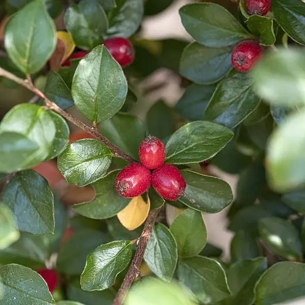 616199 - Spreading cotoneaster (Cotoneaster divaricatus)