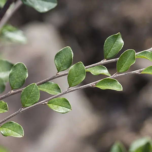 616200 - Spreading cotoneaster (Cotoneaster divaricatus)