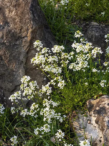 424114 - Spreading rock cress (Arabis procurrens)
