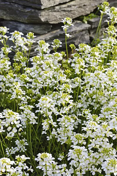 483343 - Spreading rock cress (Arabis procurrens)